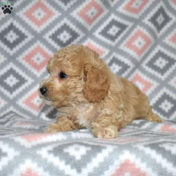 Pogo, Bich-Poo Puppy